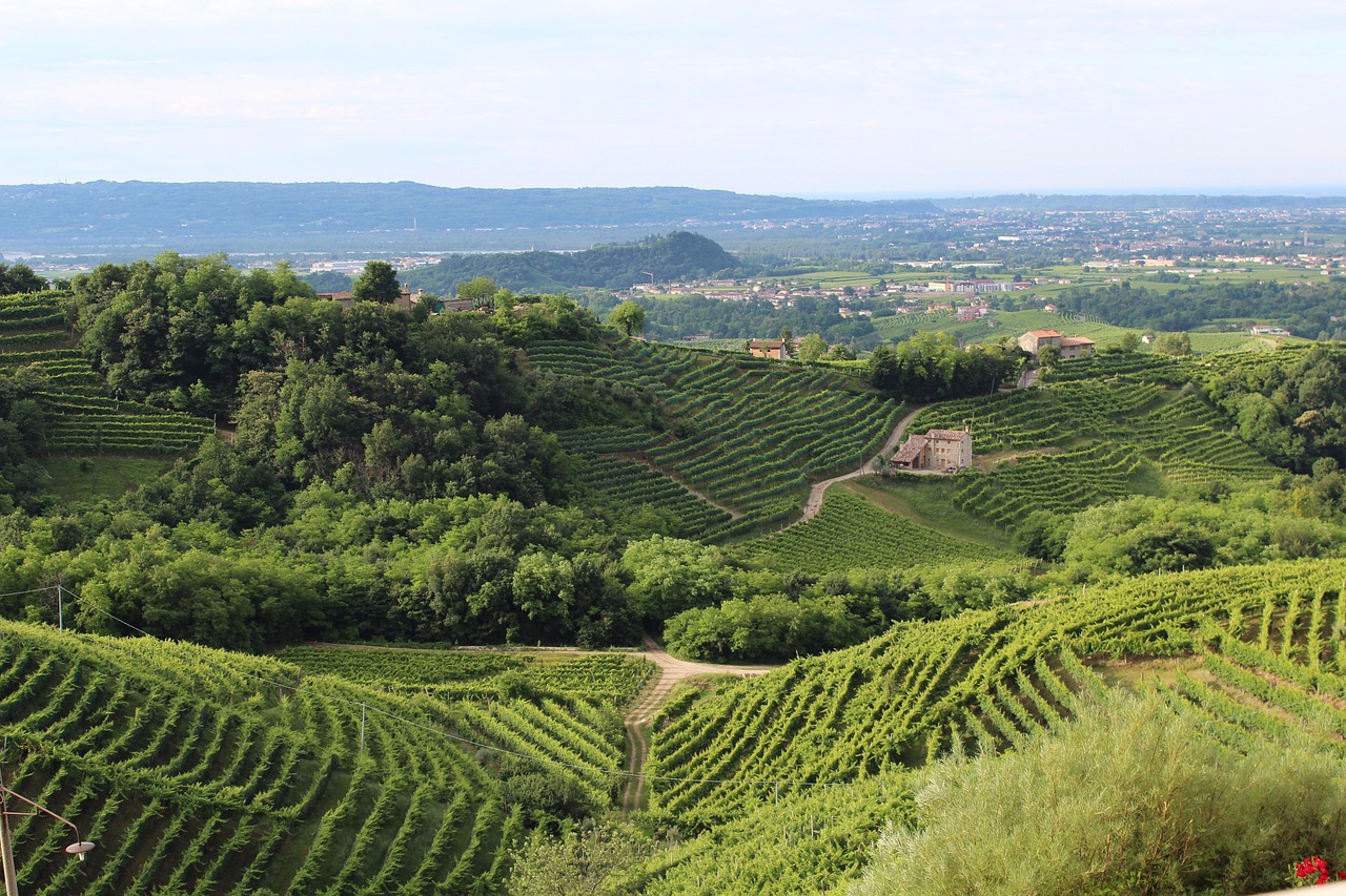 Strada panoramica nelle Langhe con vigneti e cantine vinicole lungo il percorso.