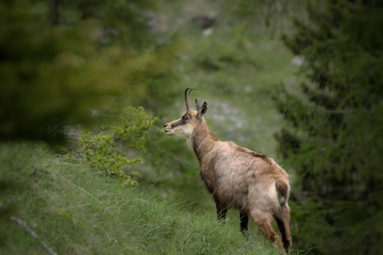 Camosci che pascolano nel Parco Naturale della Valle dei Camosci in Abruzzo.