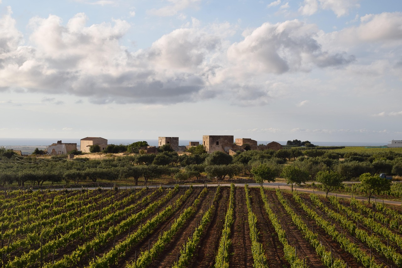 Vista panoramica della costa sarda con vigne e mare cristallino lungo la strada del vermentino.