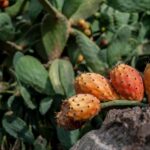 Giardini di capperi su Pantelleria, con vista sul mare e cielo estivo sereno.