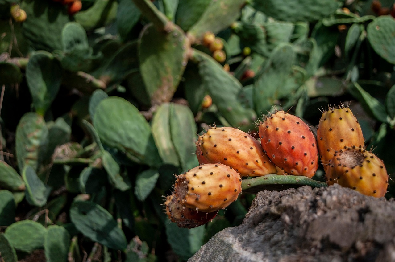 Giardini di capperi su Pantelleria, con vista sul mare e cielo estivo sereno.