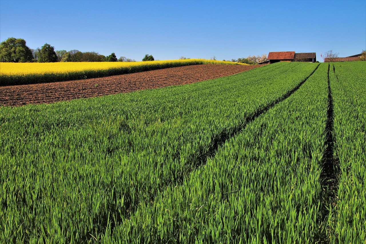 Terreno agricolo incolto con piante, simbolo di opportunità di guadagno e valorizzazione.